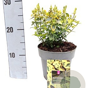Euonymus fort. 'Emerald 'n' Gold' 30-40 cm 2,0L