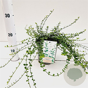 Euonymus fort. 'Minimus' 25-30 cm C1.5