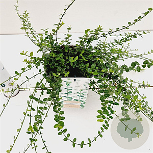 Euonymus fort. 'Minimus' 25-30 cm C1.5