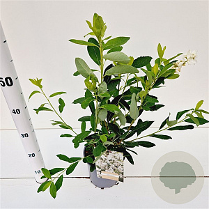 Exochorda racem. 'Niagara' 30-40 cm 2,5L