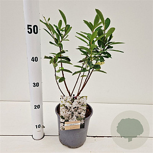 Exochorda racem. 'Niagara' 30-40 cm 2,5L