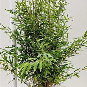 Fargesia nitida 'Volcano' 60-80 cm 5,0L