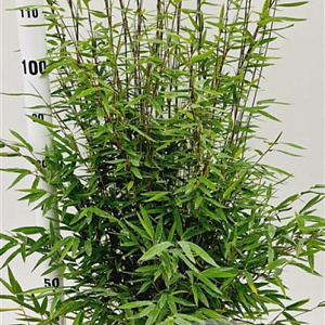 Fargesia nitida 'Volcano' 60-80 cm 5,0L