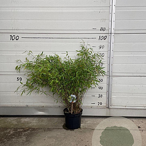 Fargesia nitida 'Volcano' 60-80 cm 5,0L