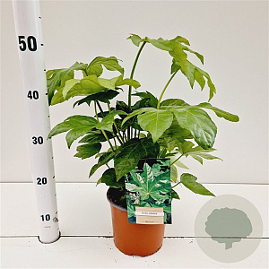 Fatsia japonica 25-30 cm 2,0L