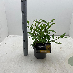 Forsythia int. 'Lynwood' 30-40 cm 3,0L