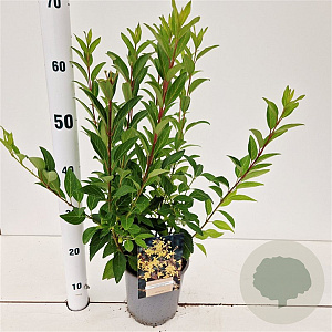 Forsythia int. 'Spectabilis' 40-50 cm 2,5L