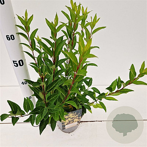 Forsythia int. 'Spectabilis' 40-50 cm 2,5L