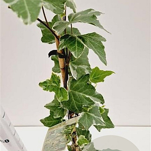 Hedera hel. 'Glacier' 70-80 cm rozenpot 2L