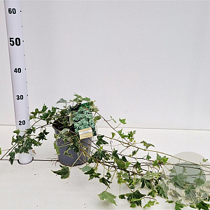 Hedera hel. 'Little Diamond' 40-60 cm 2,5L