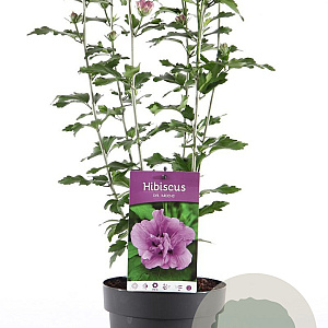 Hibiscus syr. 'Ardens' 40-50 cm 3,0L