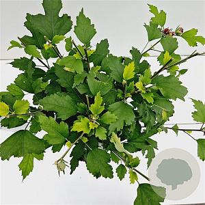 Hibiscus syr. 'Duc de Brabant' 40-50 cm 3,0L