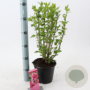 Hibiscus syr. 'Duc de Brabant' 40-50 cm 3,0L