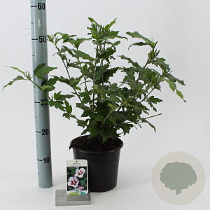Hibiscus syr. 'Hamabo' 40-50 cm 3,0L