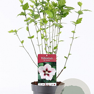 Hibiscus syr. 'Hamabo' 40-50 cm 3,0L