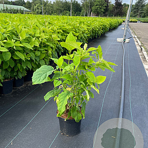 Hydrangea a. 'Annabelle' 30-40 cm 3,0L