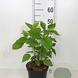 Hydrangea a. 'Annabelle' 30-40 cm 3,0L