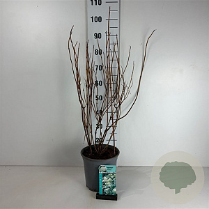 Hydrangea a. 'Annabelle' 60-80 cm cont. 65L