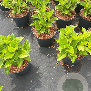 Hydrangea m. 'Sibilla' GM C3