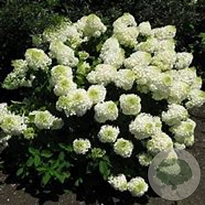Hydrangea pan. 'Bombshell' 10-15 cm 2,5L