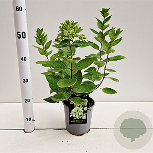 Hydrangea pan. 'Bombshell' 25-30 cm 2,5L