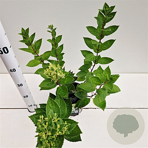 Hydrangea pan. 'Bombshell' 25-30 cm 2,5L