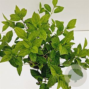 Hydrangea pan. Dart's Little Dot 20-30 cm 2,5L