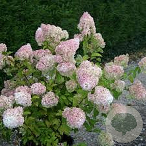 Hydrangea pan. Diamantino 30 cm 3,0L