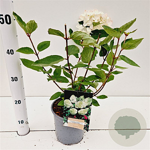 Hydrangea pan. 'Grandiflora' 30-40 cm 2,5L