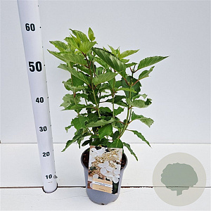 Hydrangea pan. 'Levana' 30-40 cm 2,5L