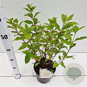 Hydrangea pan. 'Limelight' 3,0L