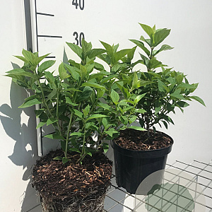 Hydrangea pan. 'Limelight' 3,0L