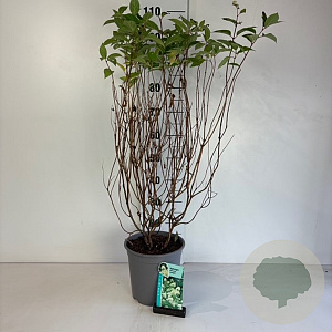 Hydrangea pan. 'Limelight' 60-80 cm cont. 65L