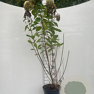 Hydrangea pan. 'Limelight' GM 7,5L
