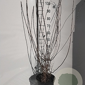 Hydrangea pan. 'Limelight' GM 7,5L