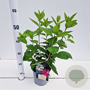 Hydrangea pan. 'Pink Diamond' 30-40 cm 2,5L