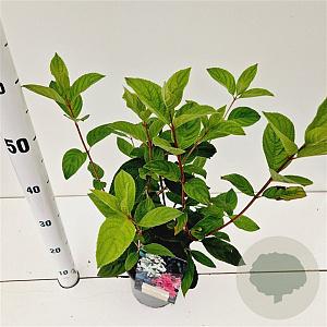 Hydrangea pan. 'Pink Diamond' 30-40 cm 2,5L