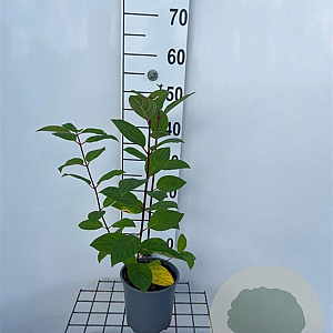 Hydrangea pan. 'Pink Diamond' 40-50 cm 2,5L