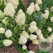 Hydrangea pan. 'Polar Bear' 30-40 cm 3,0L