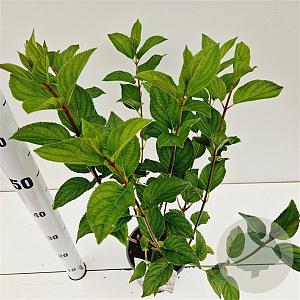 Hydrangea pan. 'Silver Dollar' 30-40 cm 2,5L