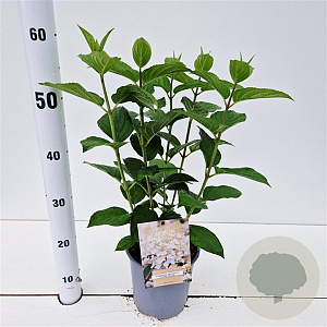 Hydrangea pan. 'Silver Dollar' 30-40 cm 2,5L