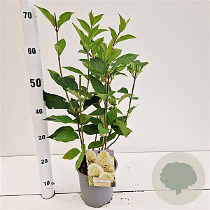 Hydrangea pan. Skyfall 30-40 cm 2,5L