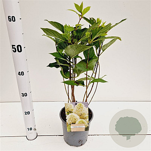 Hydrangea pan. Skyfall 40-50 cm 2,5L