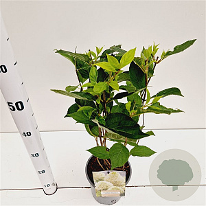 Hydrangea pan. Skyfall 40-50 cm 2,5L