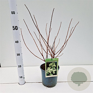 Hydrangea pan. 'Tardiva' 30-40 cm 2,5L