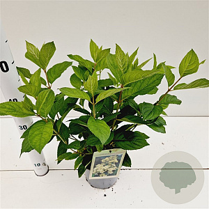 Hydrangea pan. 'Tardiva' 40-50 cm 2,5L