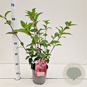 Hydrangea pan. Vanille-Fraise 30-40 cm 2,5L