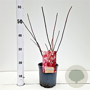 Hydrangea pan. Vanille-Fraise 30-40 cm 2,5L