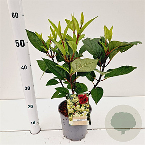 Hydrangea pan. 'Wim's Red' 25-30 cm 2,5L