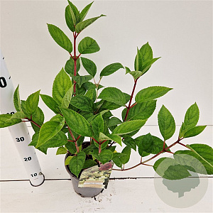 Hydrangea pan. 'Wim's Red' 25-30 cm 2,5L